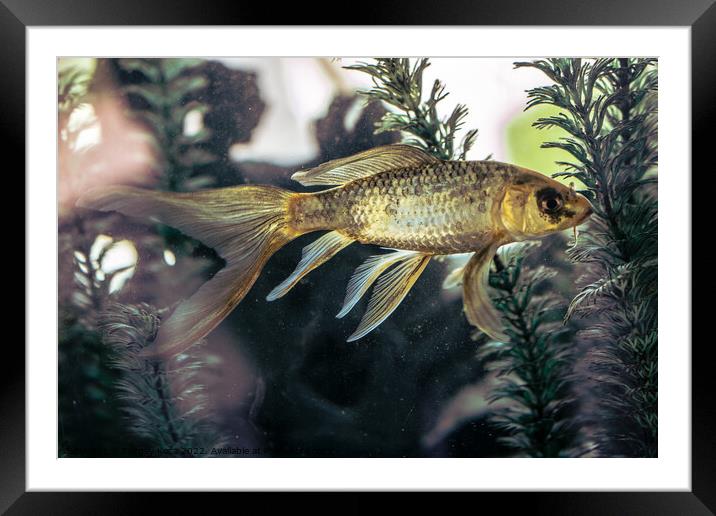 Beautiful fish in the aquarium  Framed Mounted Print by Turgay Koca
