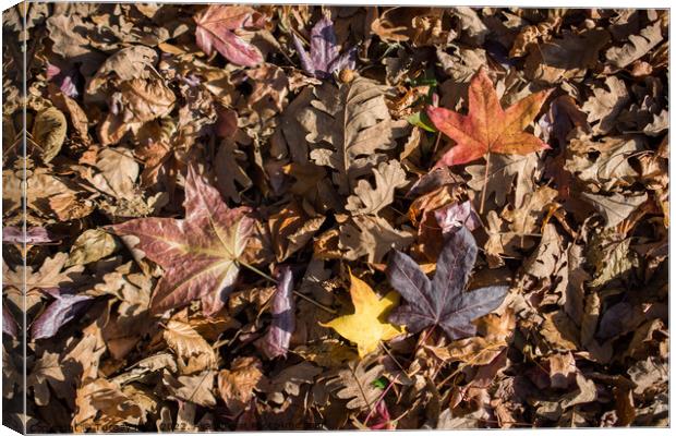 Autumn background with dry leaves  Canvas Print by Turgay Koca