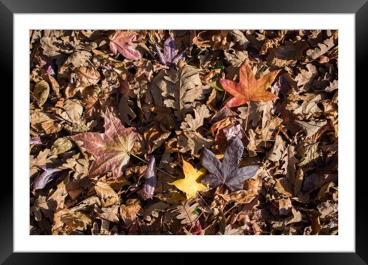 Autumn background with dry leaves  Framed Mounted Print by Turgay Koca