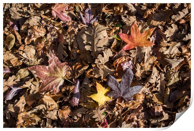 Autumn background with dry leaves  Print by Turgay Koca