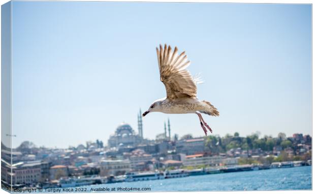 Seagull in a sky with a mosque background Canvas Print by Turgay Koca