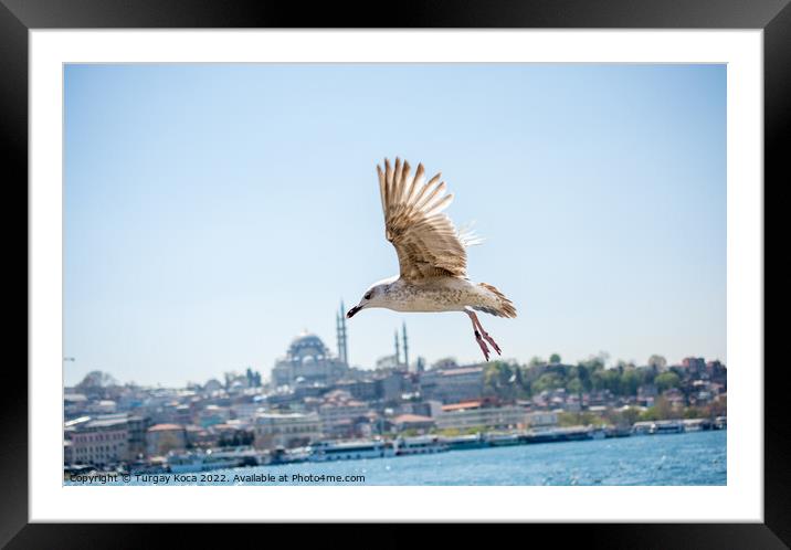 Seagull in a sky with a mosque background Framed Mounted Print by Turgay Koca