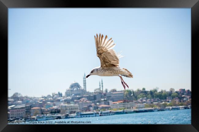 Seagull in a sky with a mosque background Framed Print by Turgay Koca