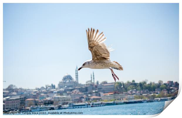 Seagull in a sky with a mosque background Print by Turgay Koca