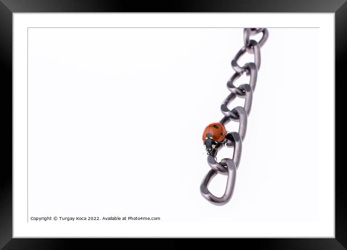 Beautiful red ladybug walking on a chain Framed Mounted Print by Turgay Koca