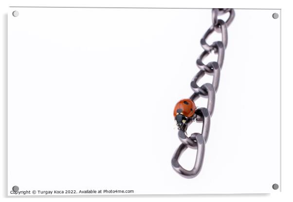 Beautiful red ladybug walking on a chain Acrylic by Turgay Koca