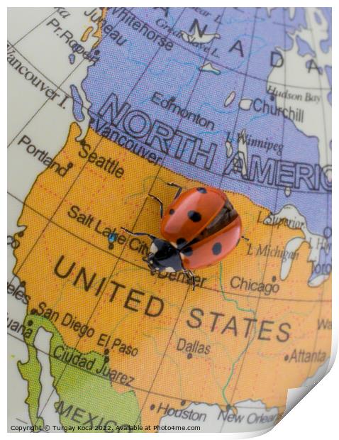Ladybug on a little colorful model globe  Print by Turgay Koca