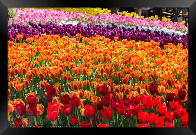 Colorful tulip flowers bloom in the garden Framed Print by Turgay Koca