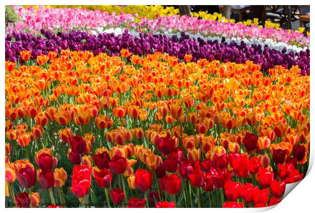 Colorful tulip flowers bloom in the garden Print by Turgay Koca