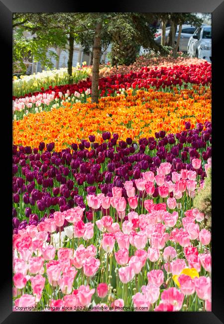 Blooming colorful tulip flowers in the garden Framed Print by Turgay Koca