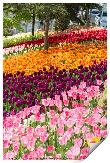 Blooming colorful tulip flowers in the garden Print by Turgay Koca