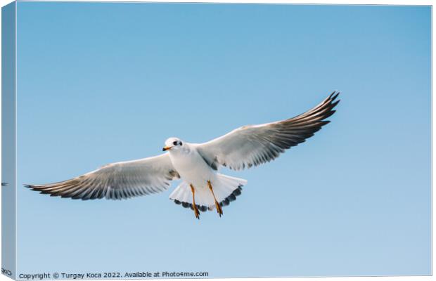 Single seagull flying in a sky Canvas Print by Turgay Koca
