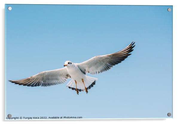 Single seagull flying in a sky Acrylic by Turgay Koca