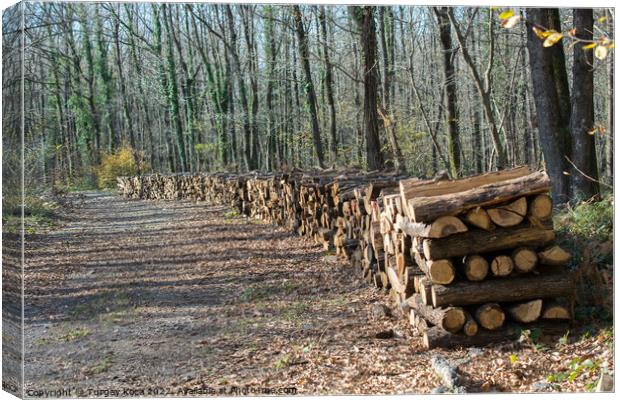 Fire wood tree  logs stock  trunks piled up   Canvas Print by Turgay Koca
