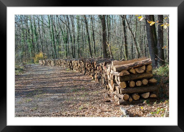 Fire wood tree  logs stock  trunks piled up   Framed Mounted Print by Turgay Koca