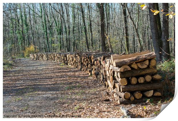 Fire wood tree  logs stock  trunks piled up   Print by Turgay Koca