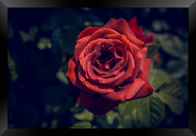 Beautiful colorful Rose Flower Framed Print by Turgay Koca
