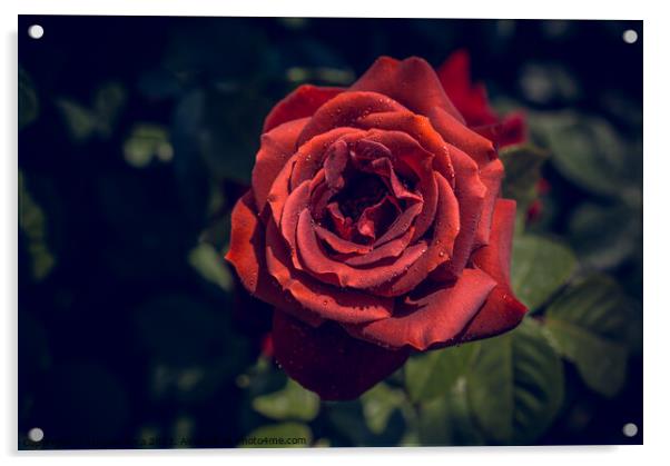 Beautiful colorful Rose Flower Acrylic by Turgay Koca