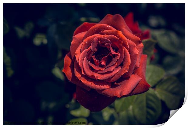 Beautiful colorful Rose Flower Print by Turgay Koca