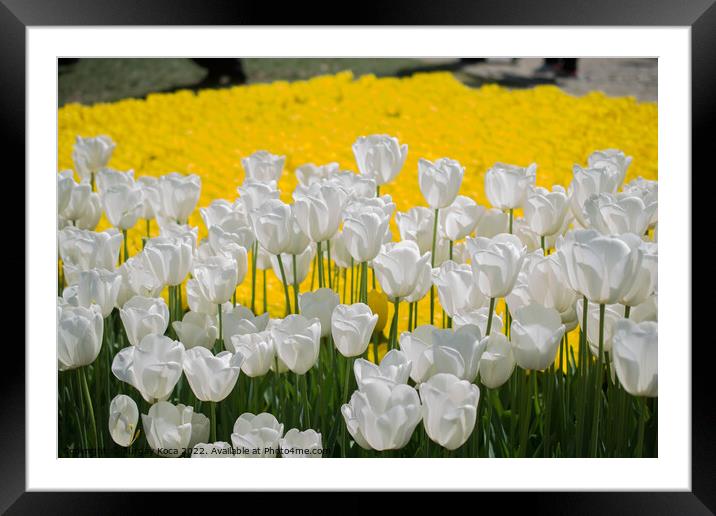 Colorful tulip flowers bloom in the garden Framed Mounted Print by Turgay Koca