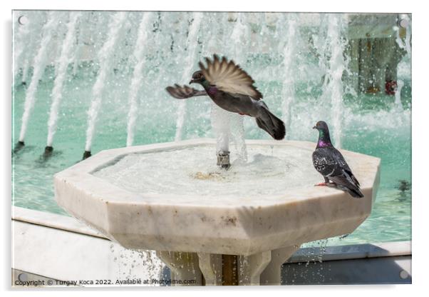 City pigeons by the side of  fountain Acrylic by Turgay Koca