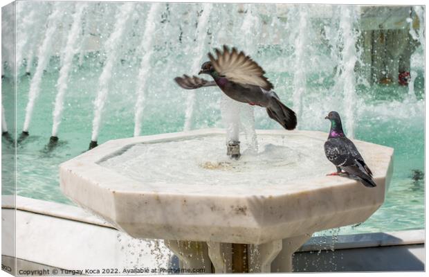 City pigeons by the side of  fountain Canvas Print by Turgay Koca