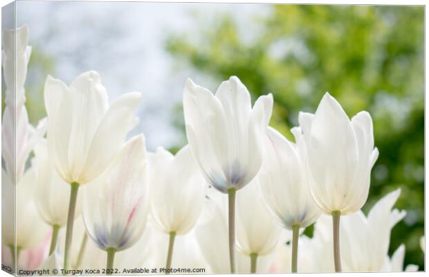 Colorful tulip flowers bloom in the garden Canvas Print by Turgay Koca