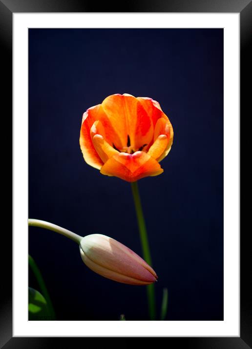 Colorful tulip flower bloom with a colorful background Framed Mounted Print by Turgay Koca