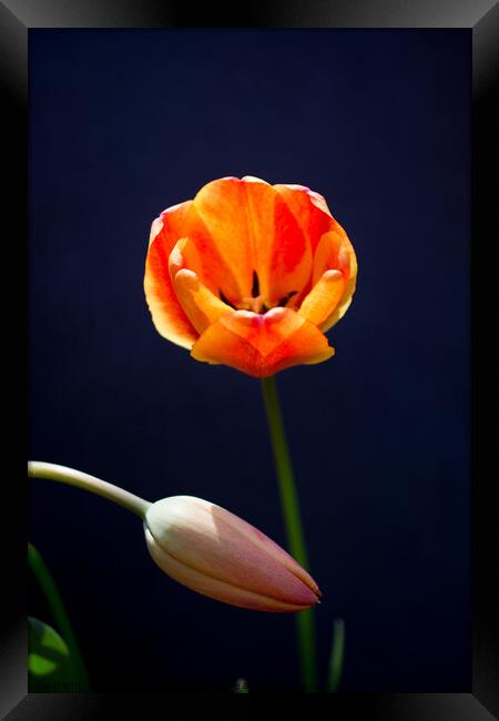 Colorful tulip flower bloom with a colorful background Framed Print by Turgay Koca