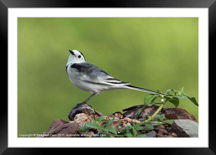 White Wagtail Framed Mounted Print by Bhagwat Tavri