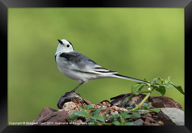 White Wagtail Framed Print by Bhagwat Tavri