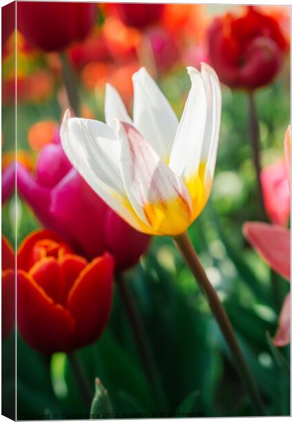 Blooming tulip flowers in spring as  floral background Canvas Print by Turgay Koca