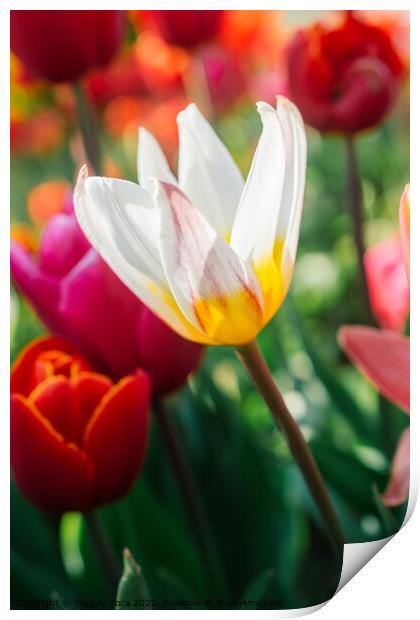 Blooming tulip flowers in spring as  floral background Print by Turgay Koca