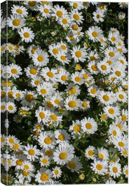 Beautiful daisy flowers as  background  Canvas Print by Turgay Koca