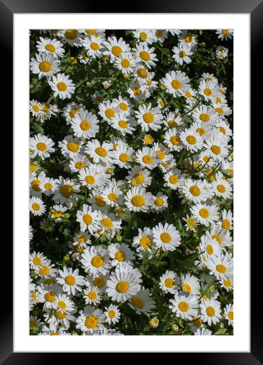 Beautiful daisy flowers as  background  Framed Mounted Print by Turgay Koca