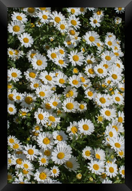Beautiful daisy flowers as  background  Framed Print by Turgay Koca