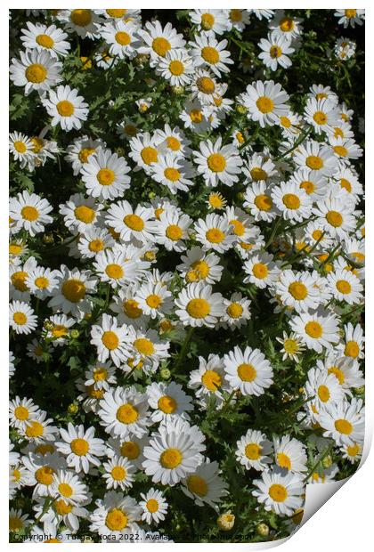 Beautiful daisy flowers as  background  Print by Turgay Koca