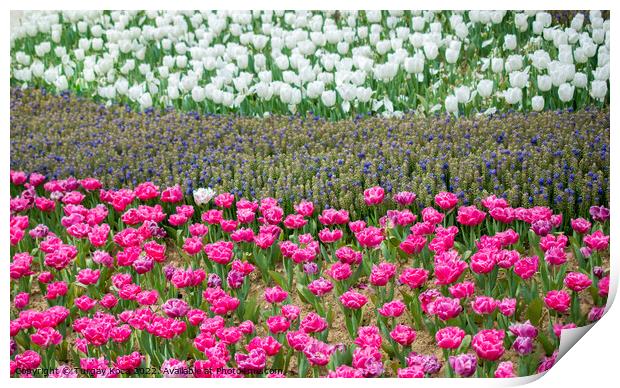 Colorful tulip flowers bloom in the garden Print by Turgay Koca