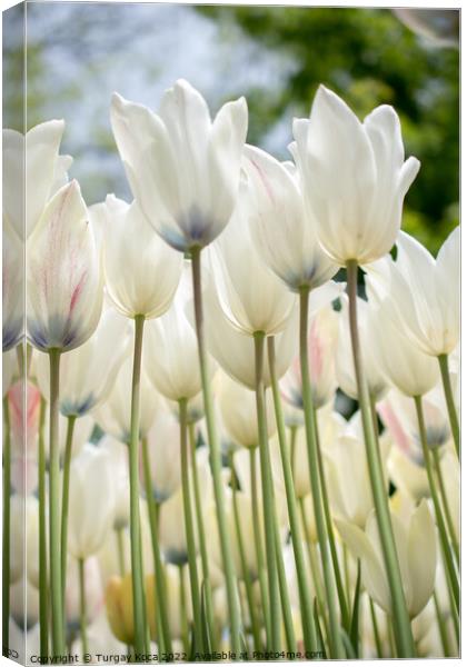 Colorful tulip flowers bloom in the garden Canvas Print by Turgay Koca