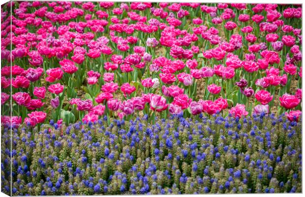 Colorful tulip flowers bloom in the garden Canvas Print by Turgay Koca