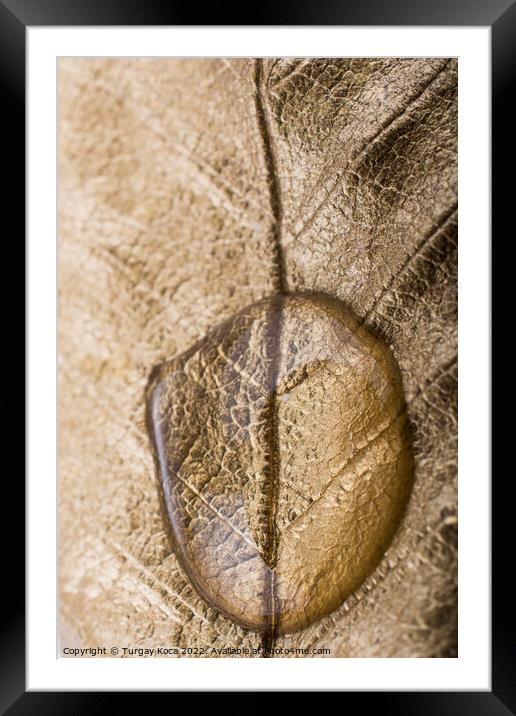 Water drops on a gold color painted leaf Framed Mounted Print by Turgay Koca