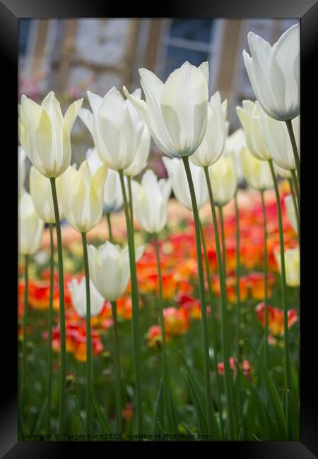Colorful tulip flowers bloom in the garden Framed Print by Turgay Koca