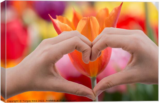 Tulip behind a heart shaped hand Canvas Print by Turgay Koca