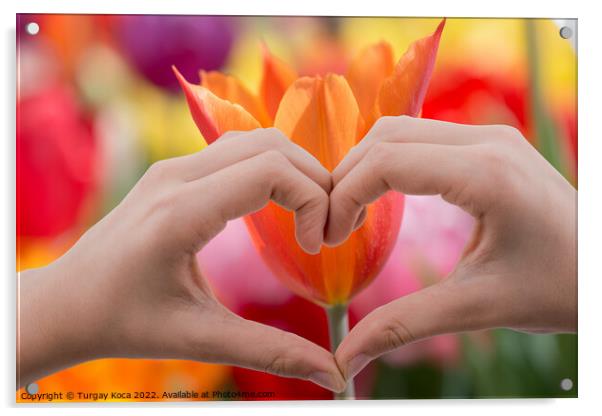 Tulip behind a heart shaped hand Acrylic by Turgay Koca