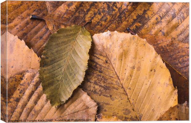 Dry leaf outstanding on other leaves as autumn background Canvas Print by Turgay Koca