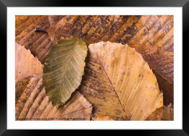Dry leaf outstanding on other leaves as autumn background Framed Mounted Print by Turgay Koca