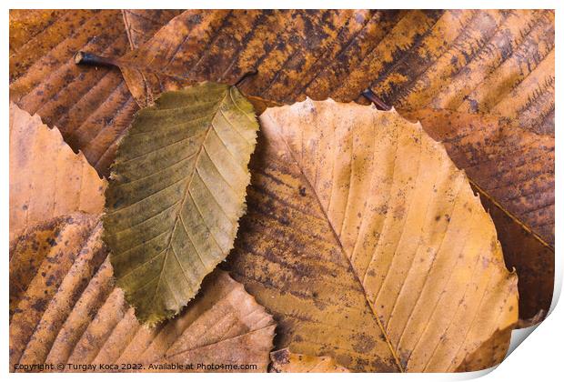 Dry leaf outstanding on other leaves as autumn background Print by Turgay Koca