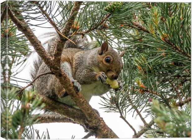 A squirrel on a tree branch Canvas Print by Dorringtons Adventures