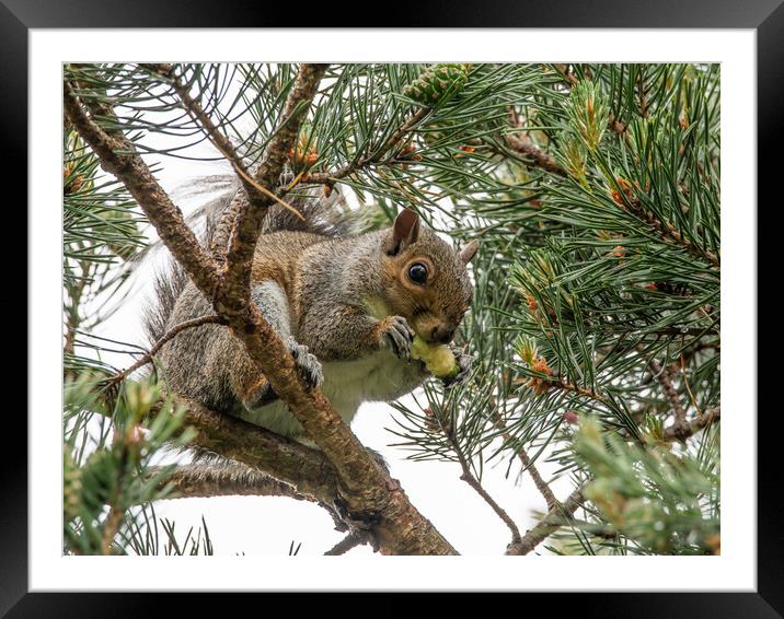 A squirrel on a tree branch Framed Mounted Print by Dorringtons Adventures