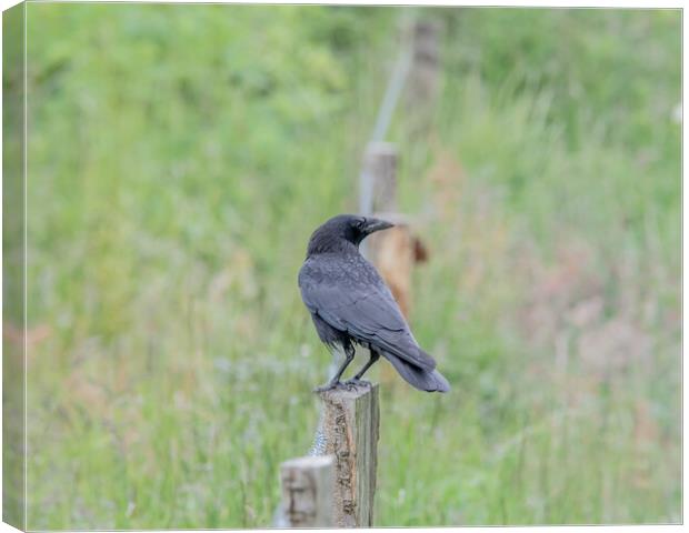 Crow perched on a fence  Canvas Print by Dorringtons Adventures